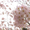桜、さくら。平日の仏生山公園で桜を楽しむ｜高松市