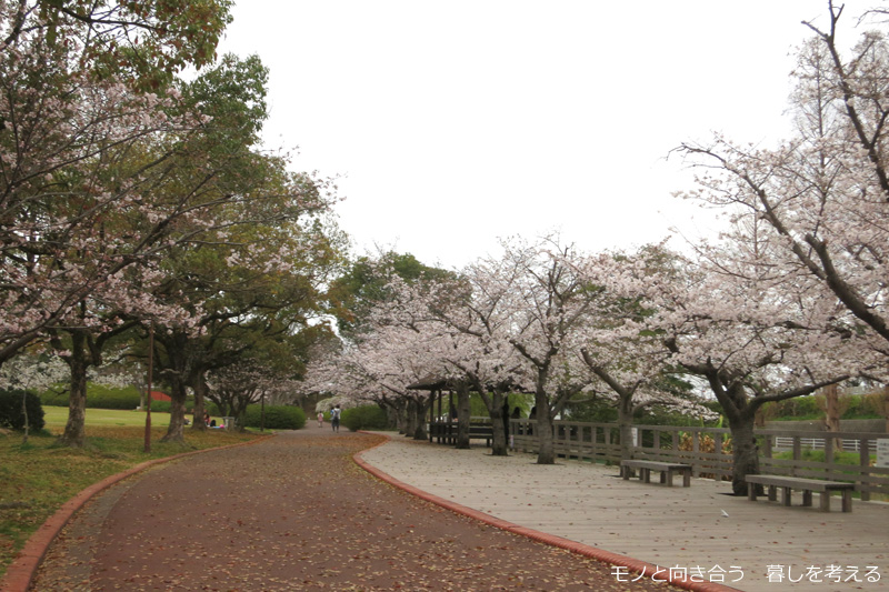仏生山公園の桜