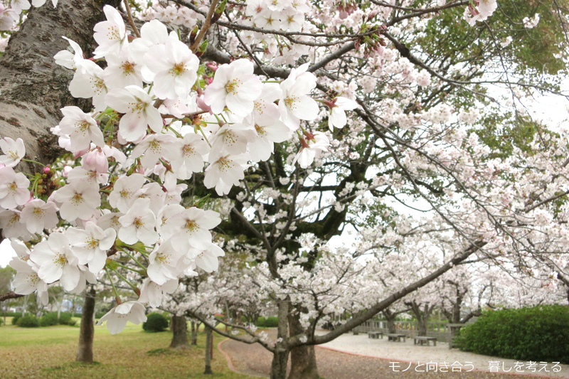 仏生山公園の桜