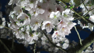 栗林公園の夜桜ライトアップ。夕闇に浮かぶ桜の花と、駐車場情報｜高松市
