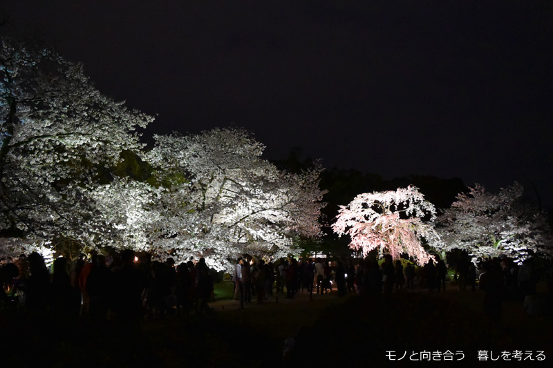 栗林公園夜桜ライトアップ2017年
