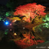 特別名勝・栗林公園の紅葉ライトアップは風のない日に訪れたい｜高松市