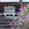 萩寺として知られている最明寺で、癒しの時間を過ごす｜高松市